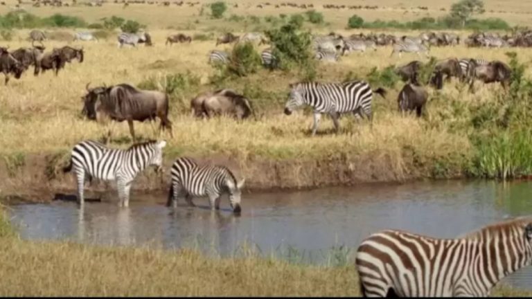 Optical Illusion: Can You Spot The Hidden Crocodile Among The Zebras Within 15 Seconds?