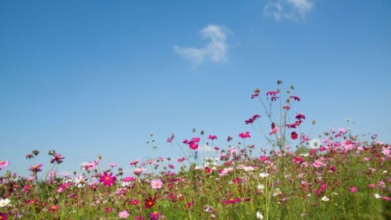 Optical Illusion: Can you find the Hidden Dandelion within 15 Seconds?