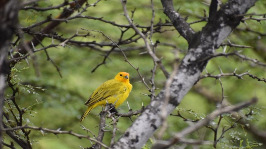 Optical Illusion: Can you find the Love Bird within 15 seconds with your ultra vision?