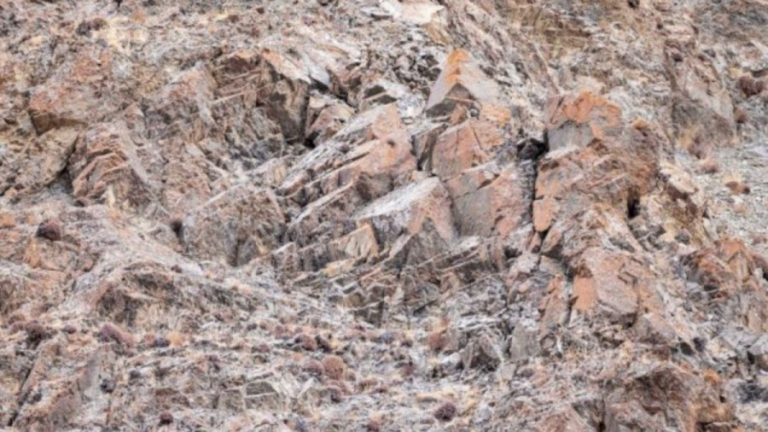 Optical Illusion: Can you spot the snow leopard in 12 seconds? Explanation and Solution to the Optical Illusion