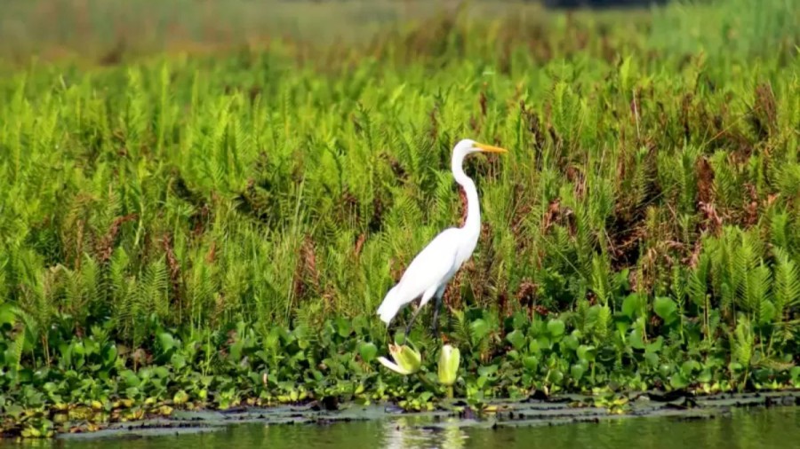 Optical Illusion Challenge: If You Overlooked The Beauty Of The Crane In This Picture, You Will See A Frog. Do You See It?