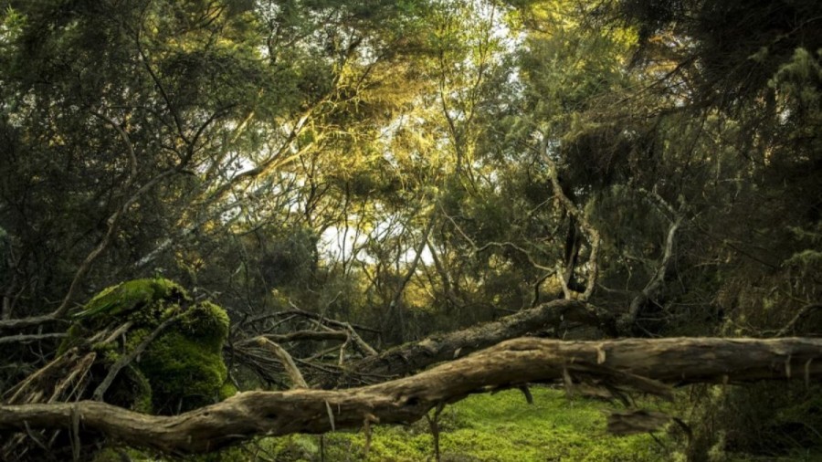 Optical Illusion Challenge: You Need To Look Twice To Notice The Peacock In This Jungle