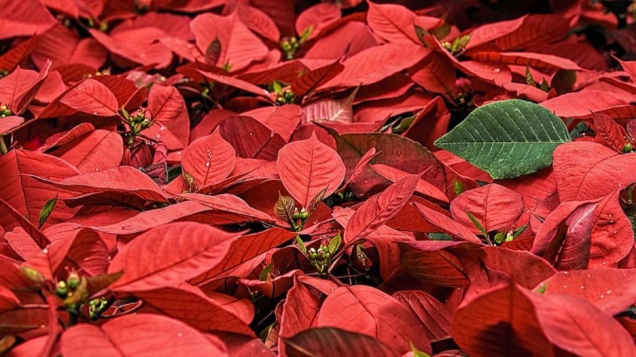 Optical Illusion Eye Test: If You Have Excellent Vision Spot the Butterfly Among these Leaves Within 15 Seconds