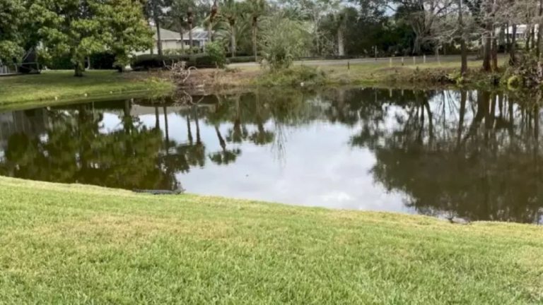 Optical Illusion Eye Test: Within 14 Seconds, Can You Detect The Turtle In This Pond?