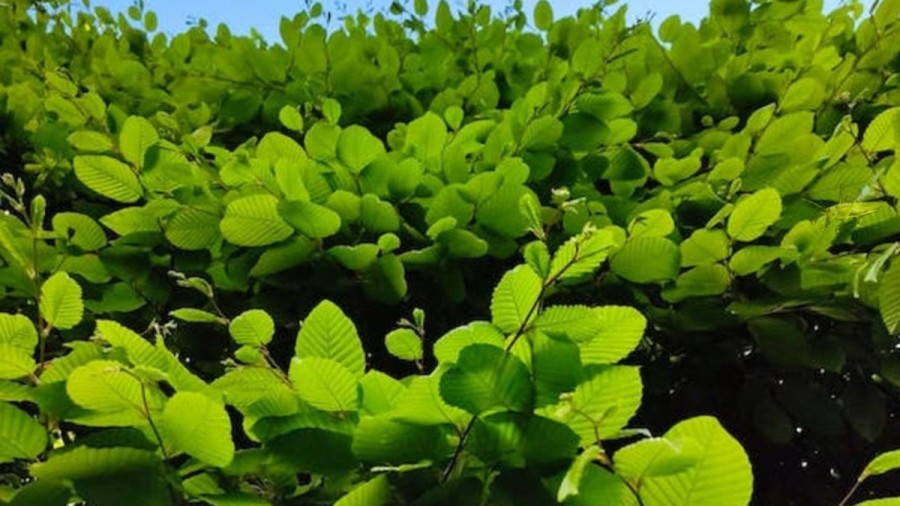 Optical Illusion Eye Test: you got 18 seconds. Try to detect the Grasshopper among these Leaves