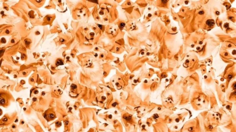 Optical Illusion Find and Seek: Only Hawk Eyes can spot the Hidden Puppy among the Dogs in 18 Secs