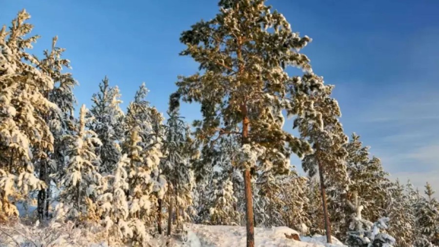 Optical Illusion Find and Seek: Within 21 Seconds, Detect the Hare in this Snow Forest