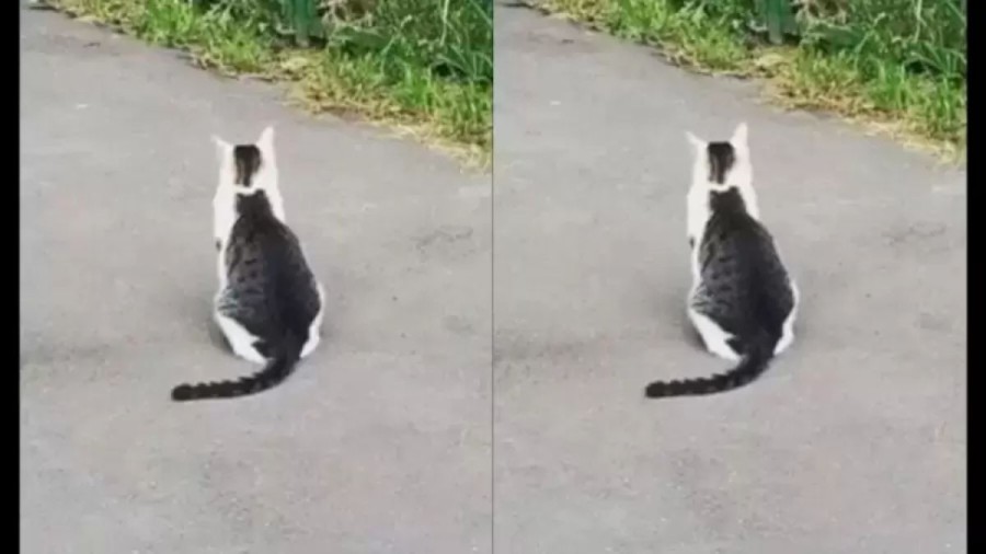 Optical Illusion Finding Second Cat: Can You Spot the Second Cat in 10 Seconds?