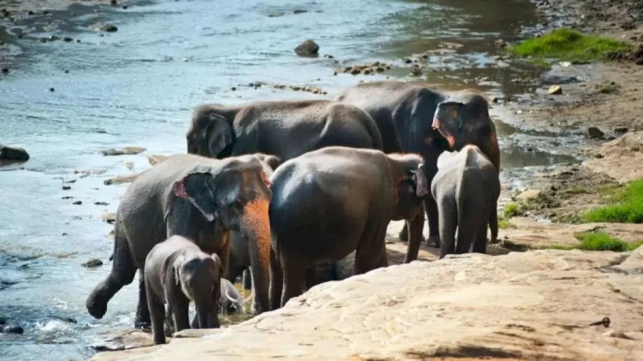 Optical Illusion For Testing Your IQ: Can You Spot a Buffalo Among the Elephants in 10 Seconds?