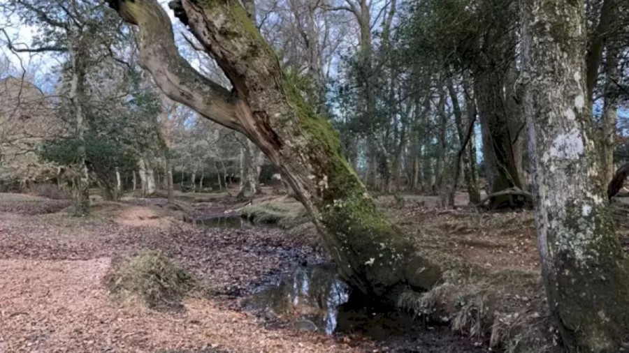 Optical Illusion For Visual Test: Spotting The Wild Rabbit In This Forest Is Not Easy. Do You Want To Try