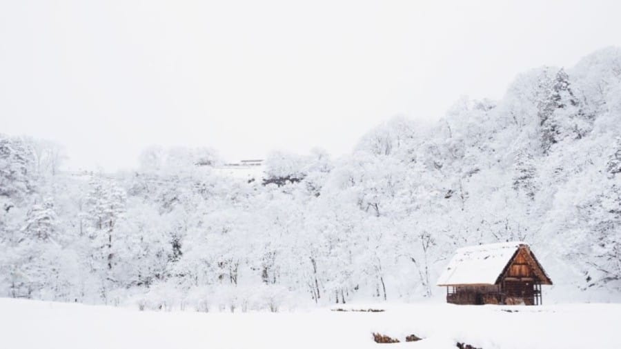 Optical Illusion: Hawk Eyes people can spot the Snow Fox in 12 Seconds