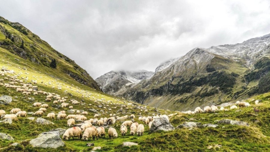 Optical Illusion To Test Your Eyes! Identify The Deer Among These Sheep Within 15 Seconds