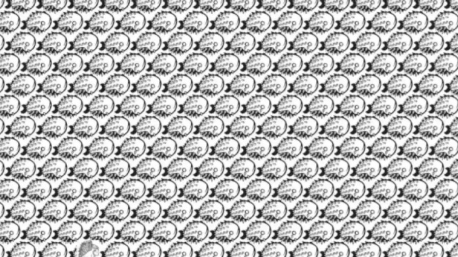 Optical Illusion To Trick Your Eyes: Within 10 Seconds, Spot The Hidden Porcupine In This Optical Illusion