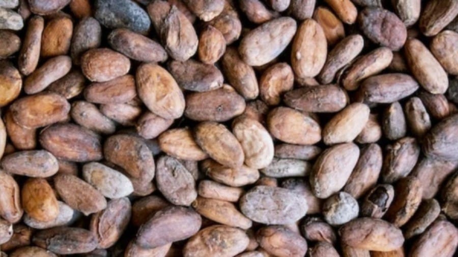 Optical illusion Challenge: If you have sharp vision try to find the Almond among the Cocoa beans within 8 seconds