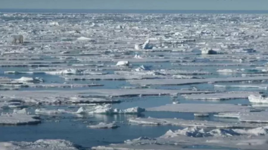 Optical illusion Find and Seek: Can you spot the Hidden Polar Bear in this Sea Ice within 15 Seconds?