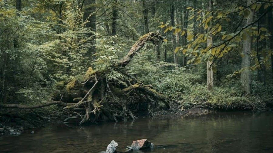 Platypus Search Optical Illusion: If You Have Eagle Eyes Spot The Platypus In This River In Less Than 15 Seconds