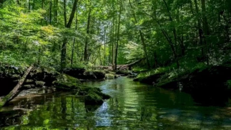 There is a Huge Anaconda in this River. Can you spot it in this Optical Illusion?