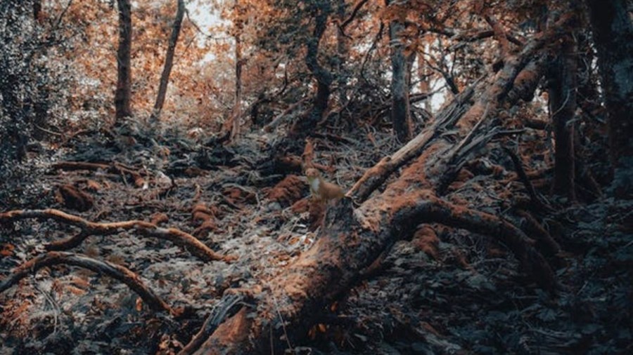 Weasel Search Optical Illusion: Within 11 Seconds, Detect The Weasel In This Forest