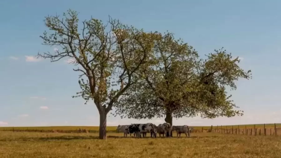 Optical Illusion To Test Your Eyes. Can You Spot The Goat Among These Buffaloes?