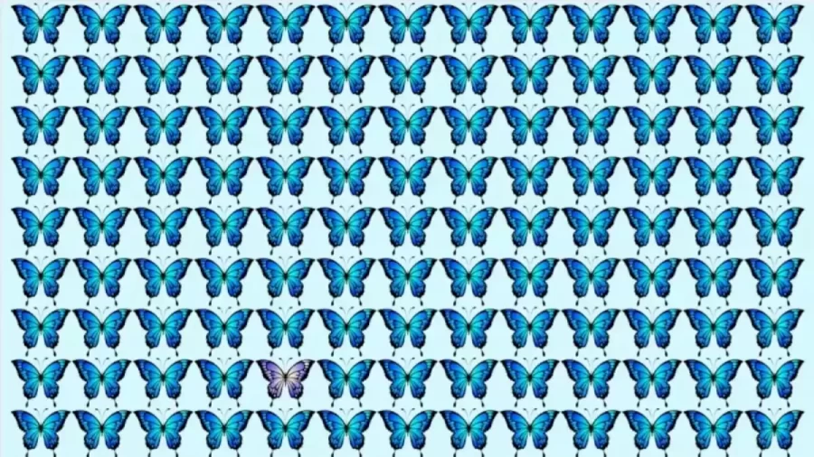 Brain Teaser – Can You Spot The Odd Butterfly In This Image In 30 Secs? Picture Puzzle