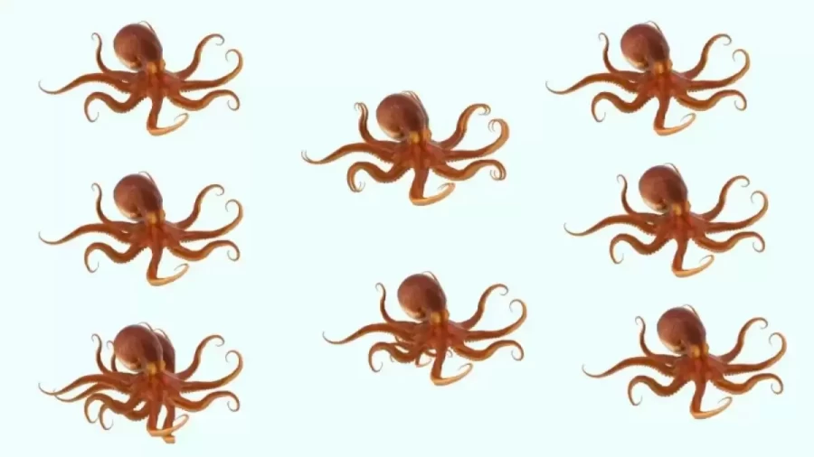 Brain Teaser Observation Test – How Many Octopuses Do You See In This Visual Puzzle?