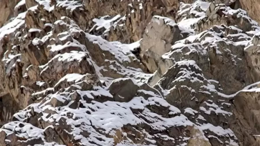 Can You Find The Perfectly Camouflaged Snow Leopard In This Optical Illusion?