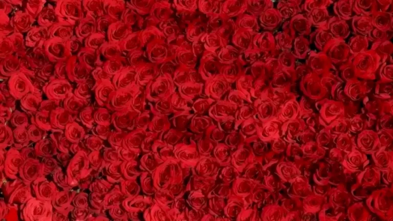 Can You Find a Heart Among these Roses within 20 Seconds Explanation and Solution To The Optical Illusion