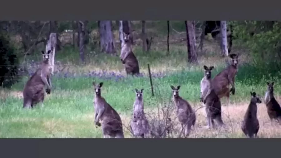 Can You Spot The Hidden Leopard Among The Kangaroos Within 30 Seconds? Explanation And Solution To The Tiger Optical Illusion