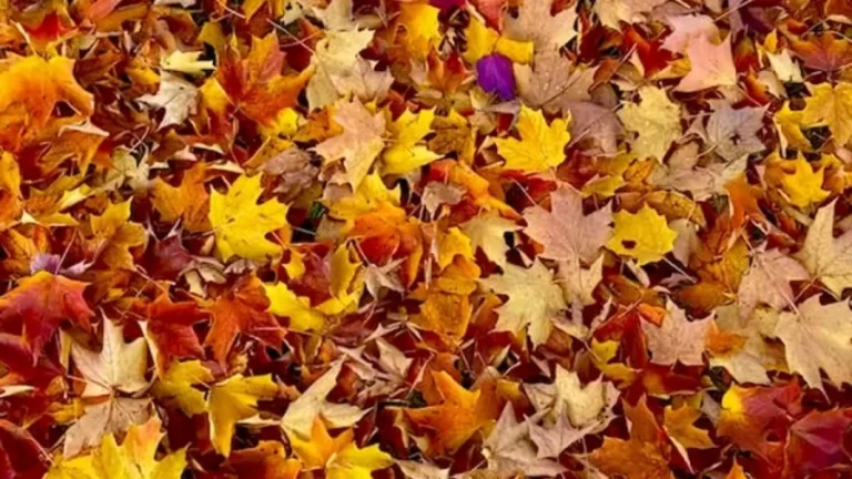 Dragonfly Search Optical Illusion: Within 22 Seconds, Can You Detect The Dragonfly Among These Leaves?