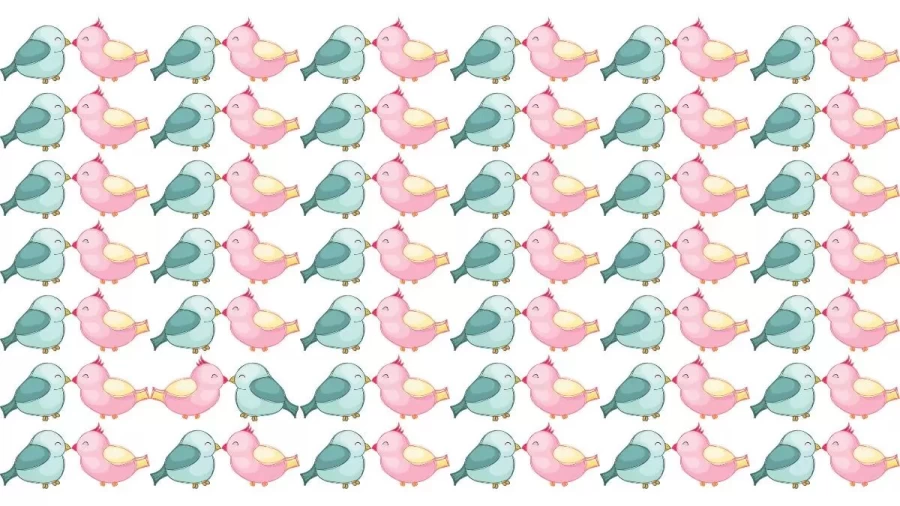 Find The Odd One – Can You Find The Odd Bird In 22 Secs? Brain Teaser