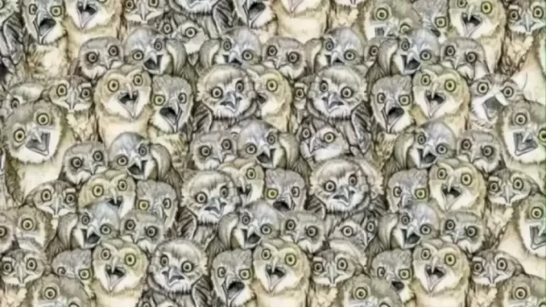 Finding Cat Optical Illusion: If You Detect The Cat Among These Owls In Less Than 18 Seconds You Have Hawkeyes