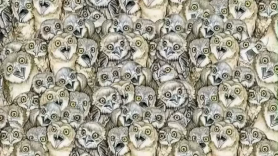 Finding Cat Optical Illusion: If You Detect The Cat Among These Owls In Less Than 18 Seconds You Have Hawkeyes