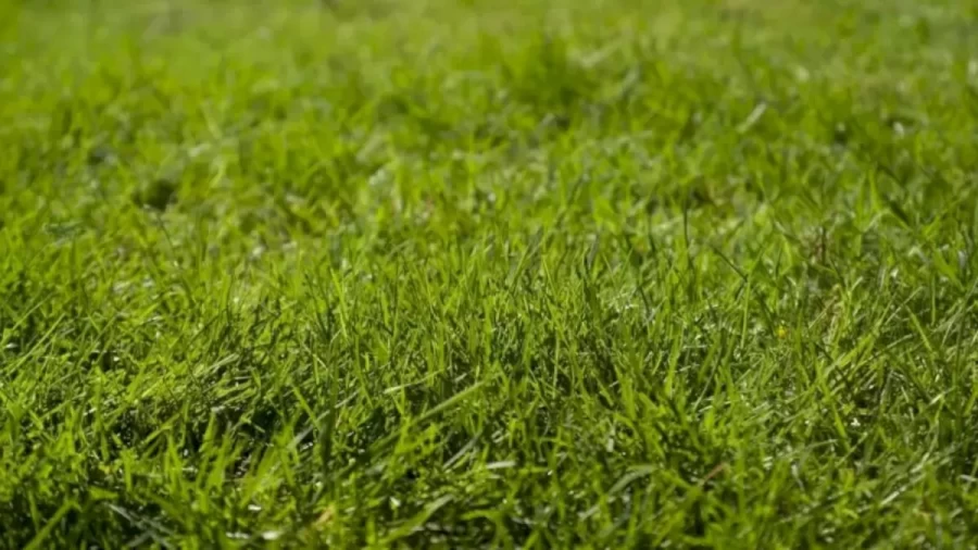 Finding Grasshopper Optical Illusion: Finding The Grasshopper In This Grass Is Very Difficult. Give It A Try