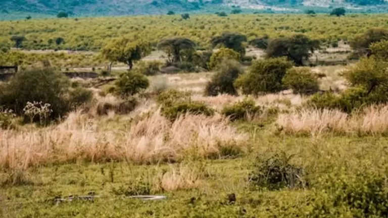 Finding Lioness Optical Illusion: Within 18 Seconds, Try To Find The Lioness In This Grass Field