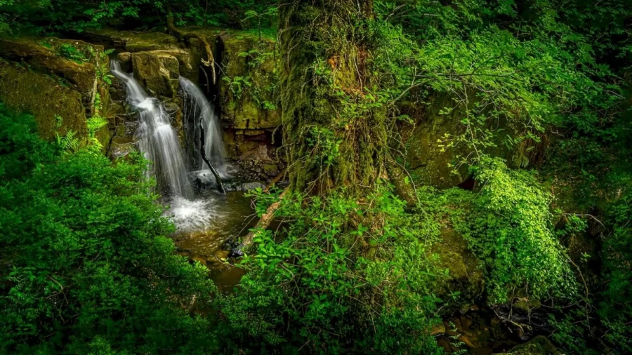 Finding Tiger Optical Illusion: You Need To Have Eagle Eyes To Detect The Tiger In This Image Of Waterwalls