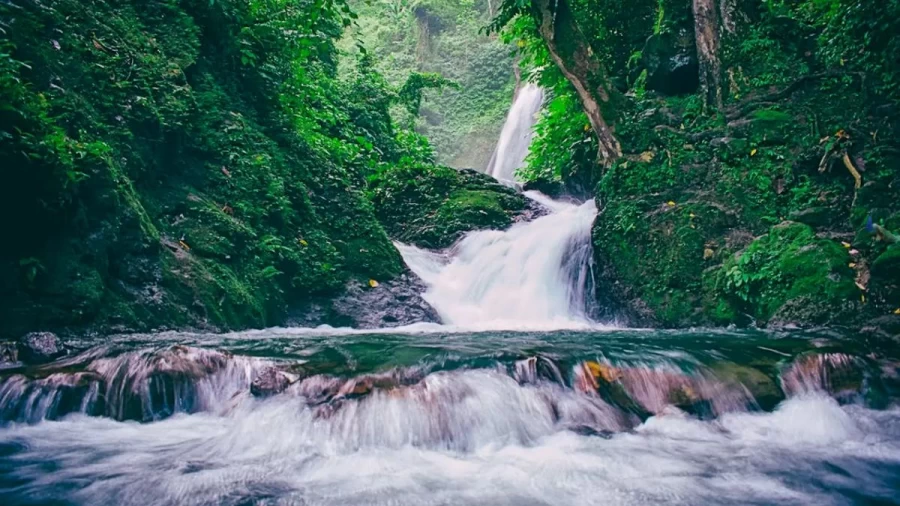 If You Overlooked The Beauty Of The Waterfalls In This Image, You Will See A More Beautiful Peacock. Find The Peacock In This Optical Illusion