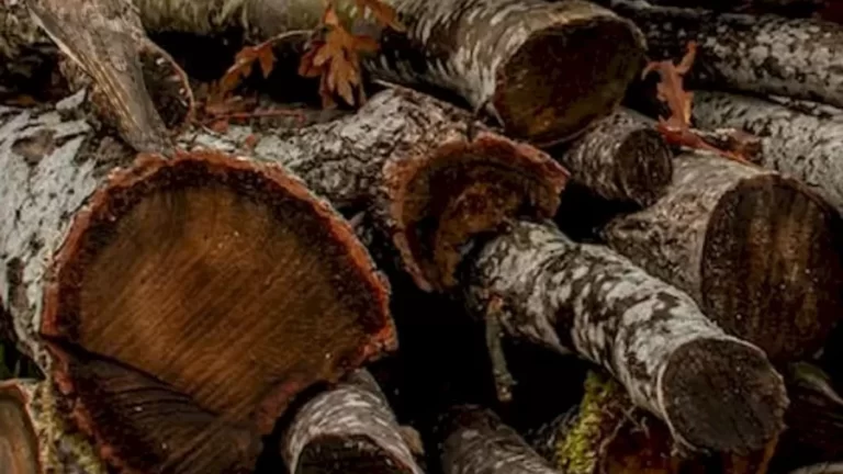 Optical Illusion: Are You Seeing Anything Other Than The Trunks Of Trees? There Is A Well Camouflaged Potoo Bird In The Image. Do You See It?