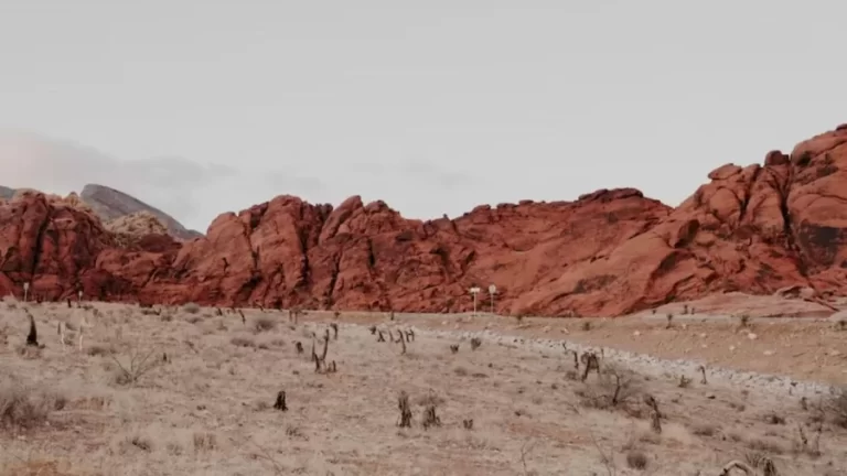 Optical Illusion Challenge: How Long It Took For You To Spot The Camel In This Desert?