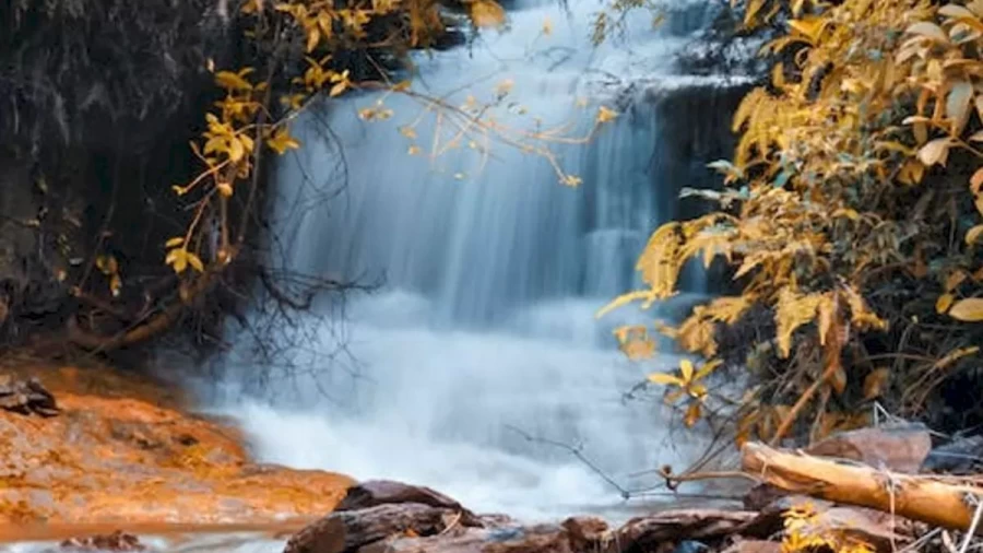 Optical Illusion Challenge: We Challenge You To Locate The Canary Bird In This Waterfall In Less Than 14 Seconds