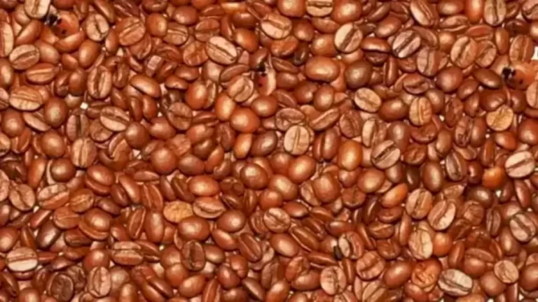 Optical Illusion Challenge: Your Challenge Is To Find The Hidden Ladybugs Among These Coffee Beans Within 12 Seconds