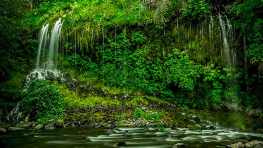 Optical Illusion Eye Test: 90% Of People Fail To Notice The Black Panther In This Waterfalls At The First Glance. Do You Want To Try?