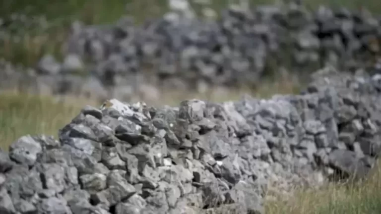 Optical Illusion Eye Test: Can You Spot the Owl Camouflaged in the Stone Wall in 8 Seconds?