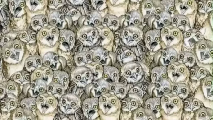 Optical Illusion Eye Test: Cat Among Owls! Find The Cat In This Image In Less Than 20 Seconds