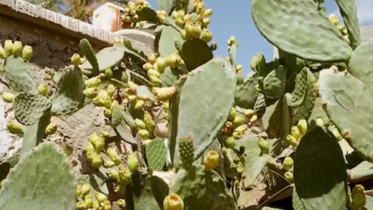 Optical Illusion Eye Test: You Have Sharp Eyes If You Detect The Green Stink Bug In This Image In Less Than 12 Seconds