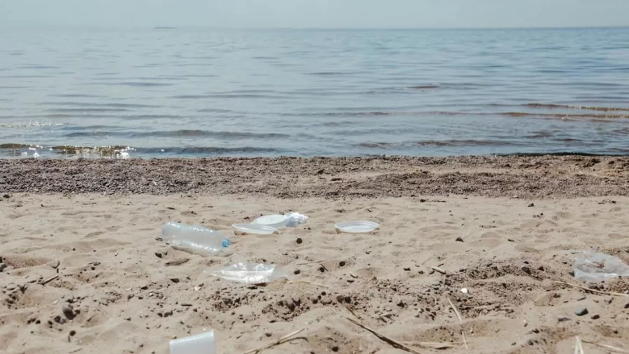 Optical Illusion Find And Seek: How Long It Took For You To See The Conch In This Beach Shore?