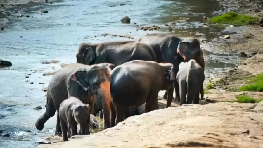 Optical Illusion For Testing Your IQ: Can You Find a Buffalo Among the Elephants in 12 Seconds?