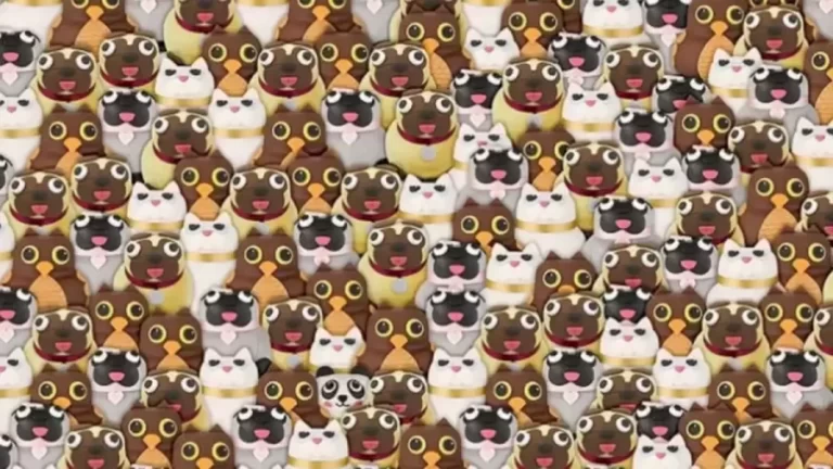 Optical Illusion Hide And Seek: Can You Locate The Panda Among These Dogs In Less Than 18 Seconds?