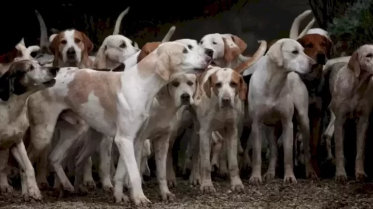 Optical Illusion Hide And Seek: There Is A Tiger Hidden Among These Dogs. Do You See It?