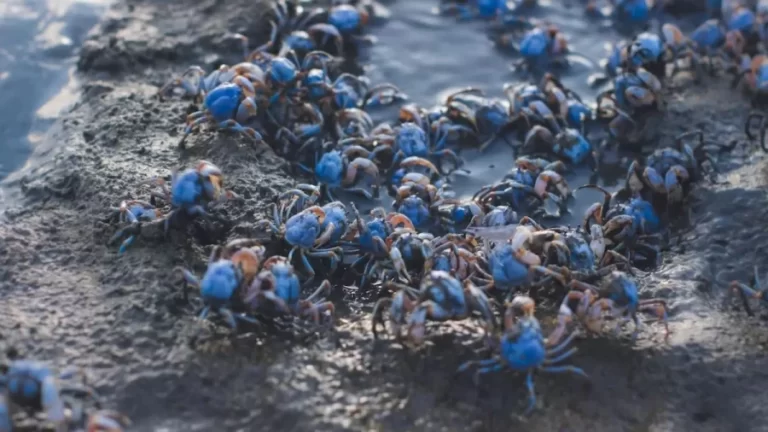 Optical Illusion IQ Test: If You Spot The Prawn Among These Crabs In Less Than 16 Seconds, You Have Hawkeyes