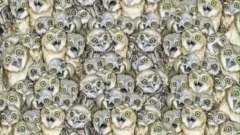 Optical Illusion: If you Have Eagle Eyes Find The Hidden Cat among The Owl Within 15 Seconds